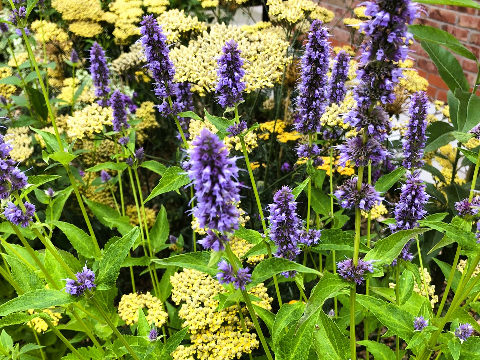 colourful garden design for new build house near Gainsborough and Lincoln. Easy to manage planting