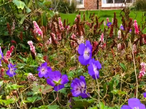 Lincolnshire Barn Conversion Garden with Seasonal Beauty. Low maintenance garden design near Sleaford and Spalding