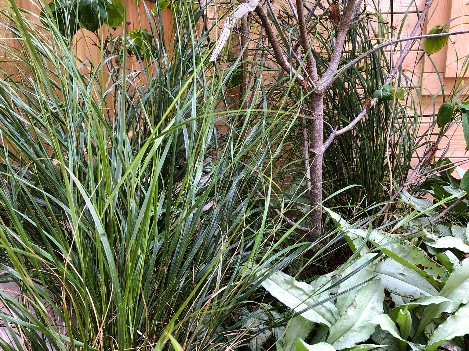 colourful garden design for new build house near Gainsborough and Lincoln. Easy to manage planting