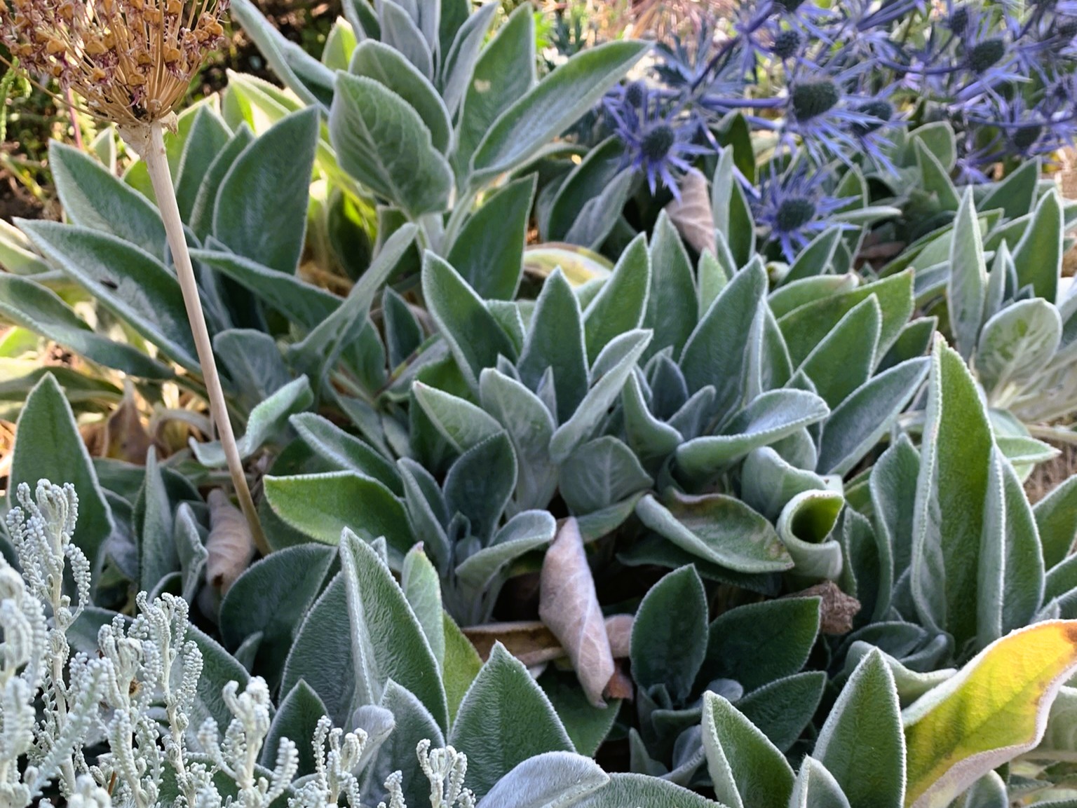 Sustainable and resilient border design. Using no dig to create flower borders near Sleaford